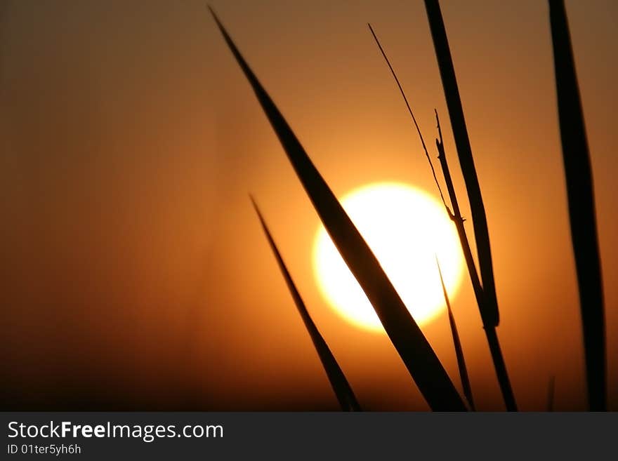 The Herbs on background calling at sun.Silhouettes. The Herbs on background calling at sun.Silhouettes