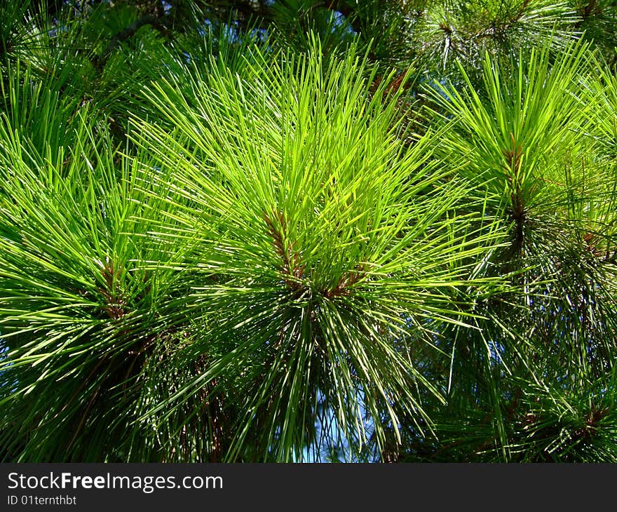 Pine needles close vivid shot. Pine needles close vivid shot