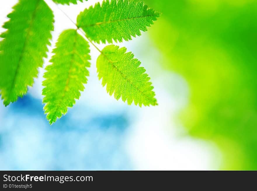 Close up of a green branch with leaflets against green vegetation