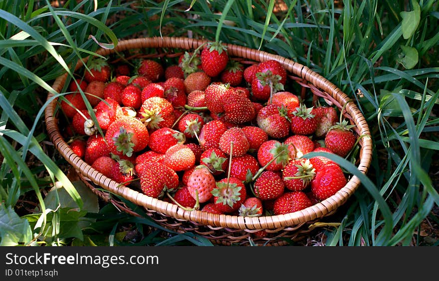 In a picture the juicy strawberry in a basket on a grass is presented. An excellent photo for magazine of gardeners