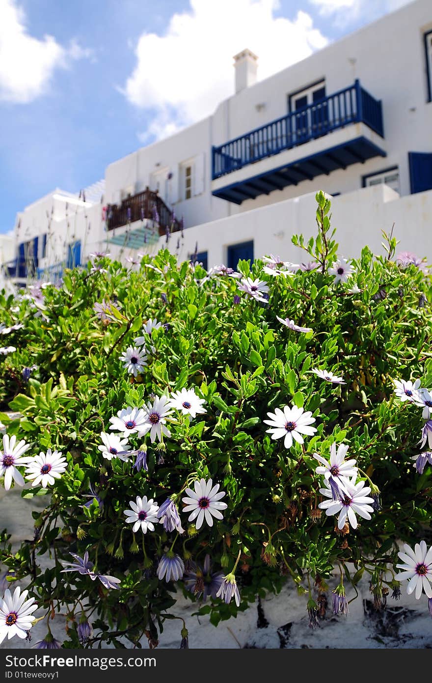 Flower and House