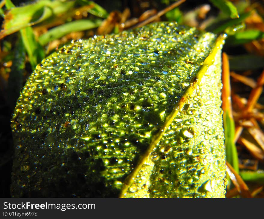 Image of some water droplets on a leaf in yogyakarta