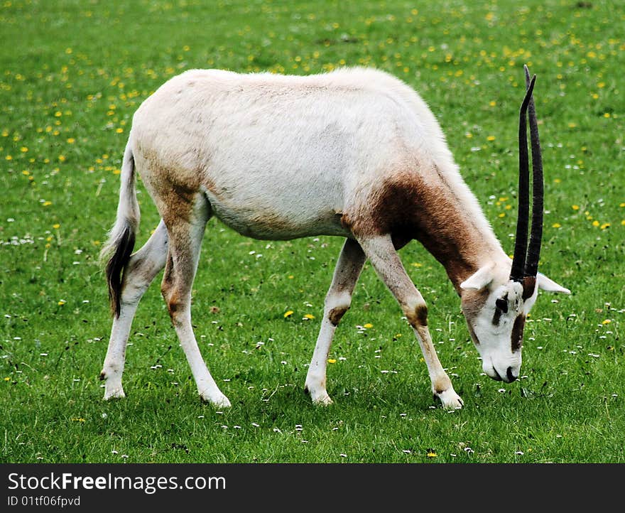 Single Scimitar horned oryx in a zoo. Single Scimitar horned oryx in a zoo