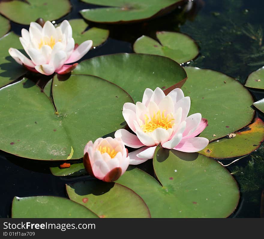 White water lily