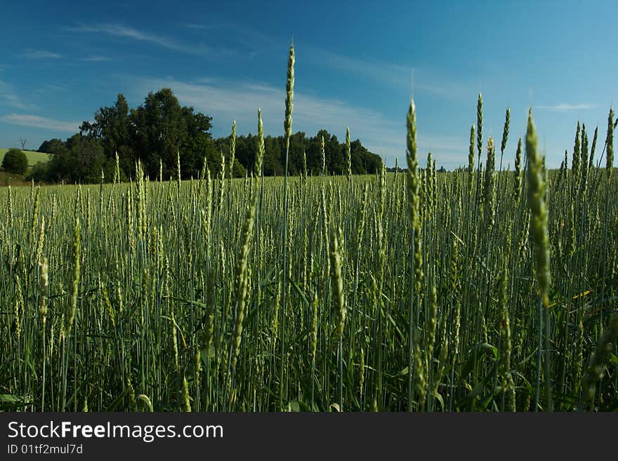 Wheat Ear