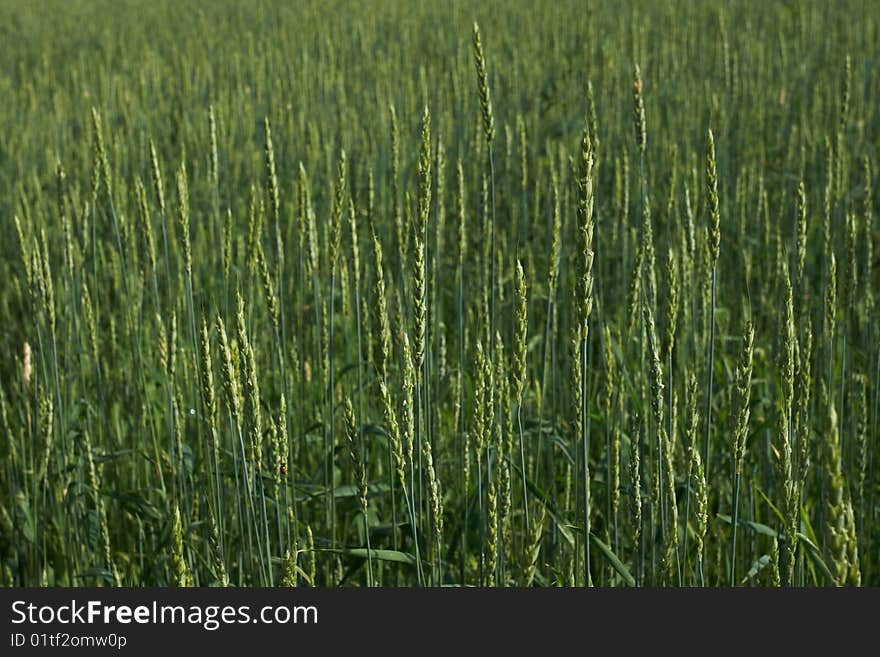 Wheat ear