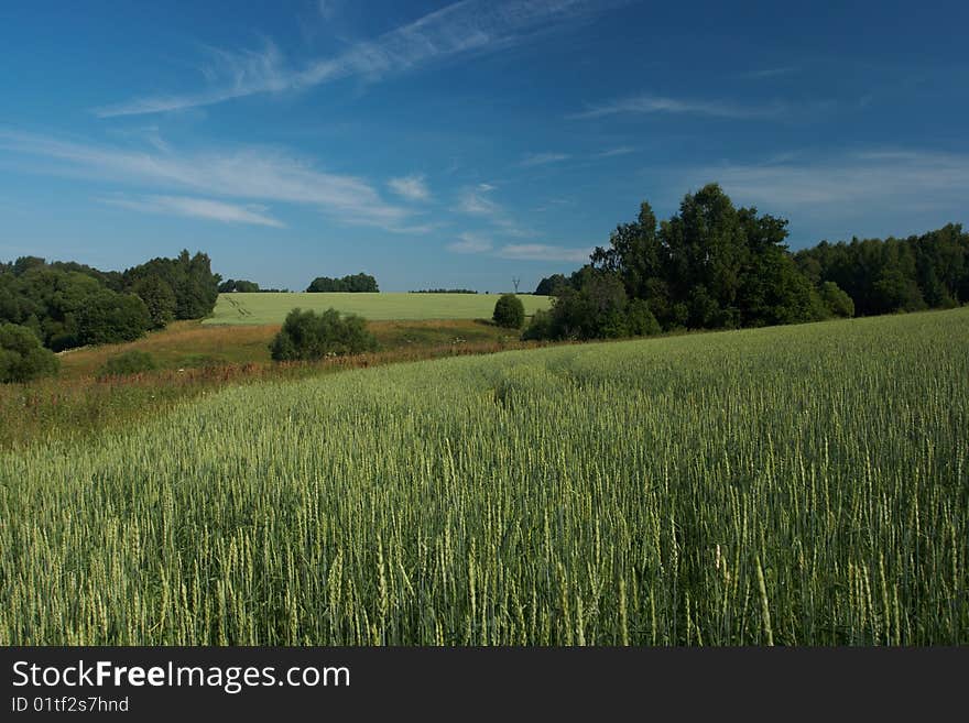 Wheat Field