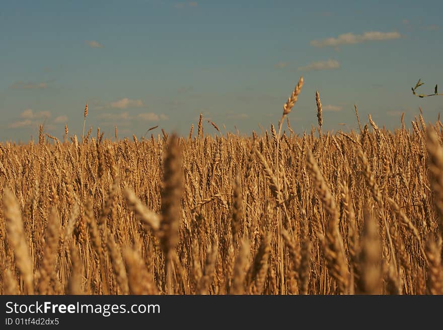 Wheat Ear