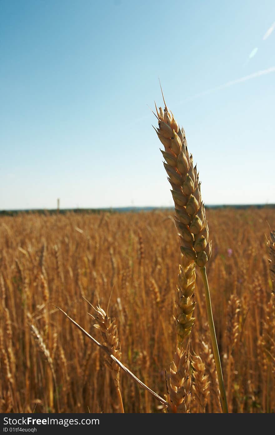 Wheat ear