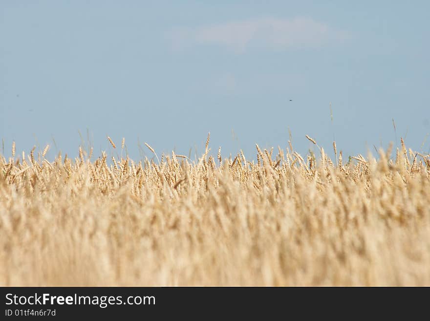 Wheat Field