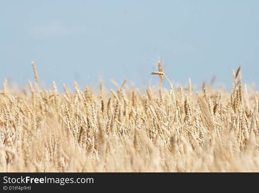 Wheat field