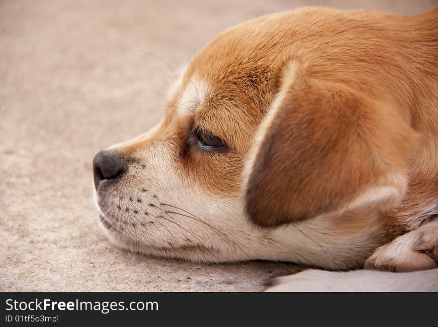 A dog lie on the groud in summer.