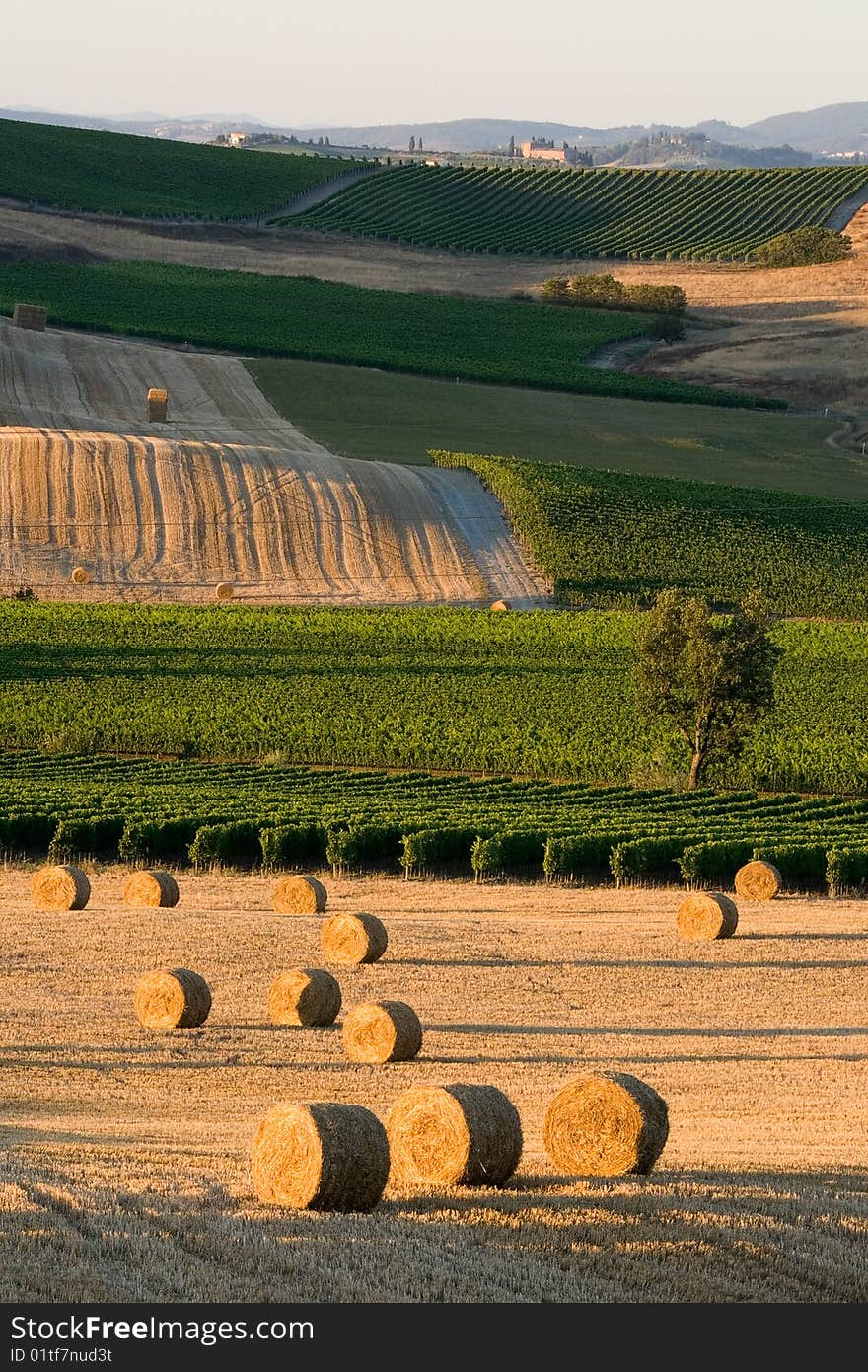 Haymaking in italian province with vineards on background