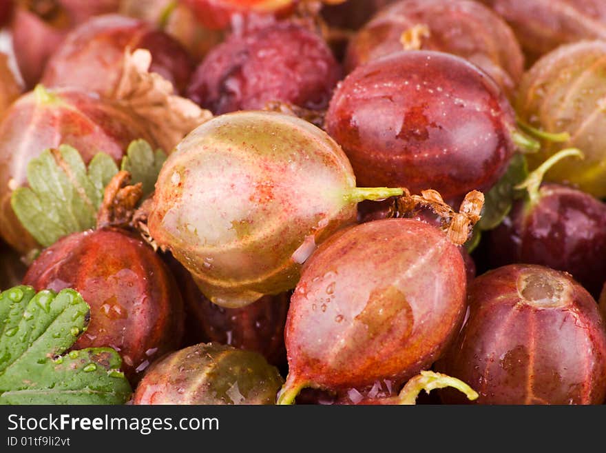 Gooseberries macro