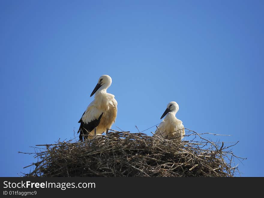 Two young storks in their nest. Two young storks in their nest