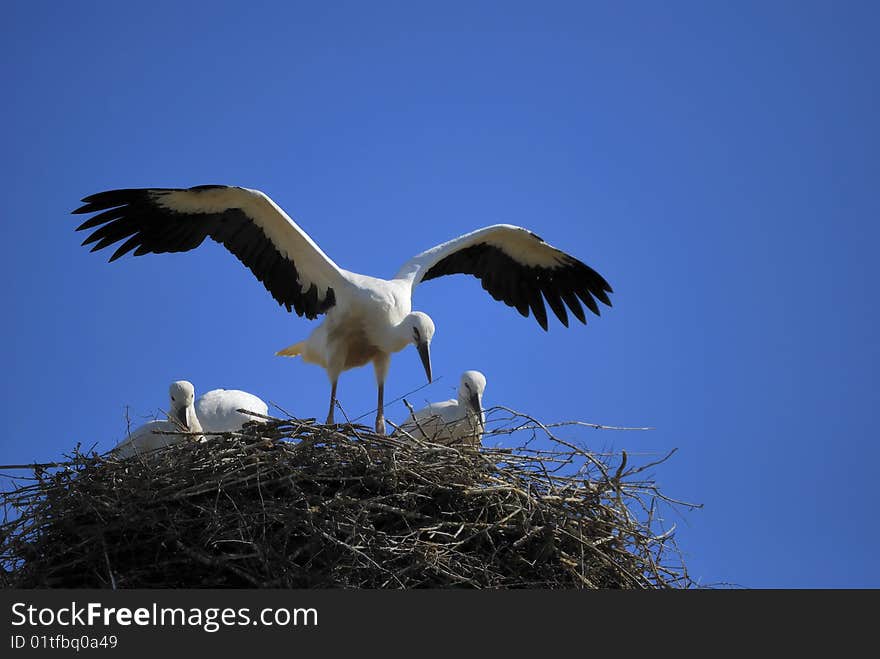 Family of storks in their nest. Family of storks in their nest