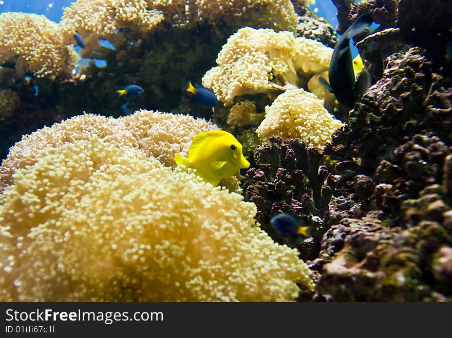 Various fish (butterfly fish) in a vibrant coral reef. Various fish (butterfly fish) in a vibrant coral reef