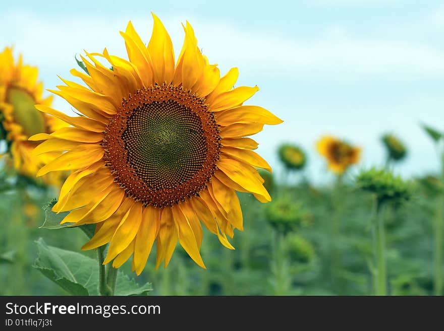 Sunflower