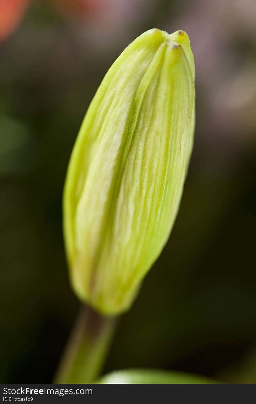 Young tulip bud macro view