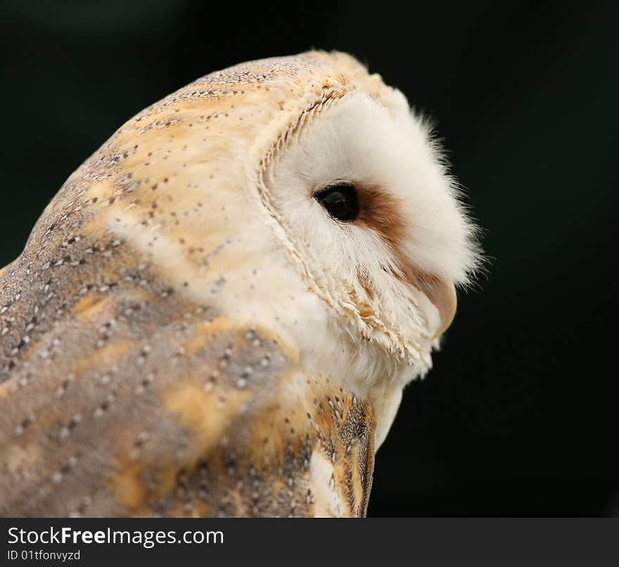 Barn Owl