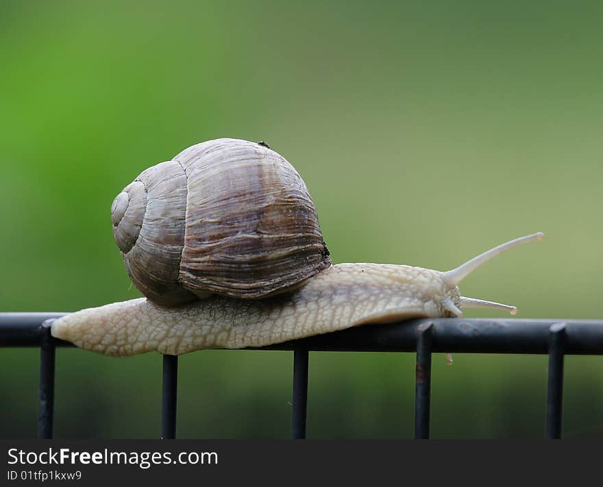 An edible roman snail on a garden fence