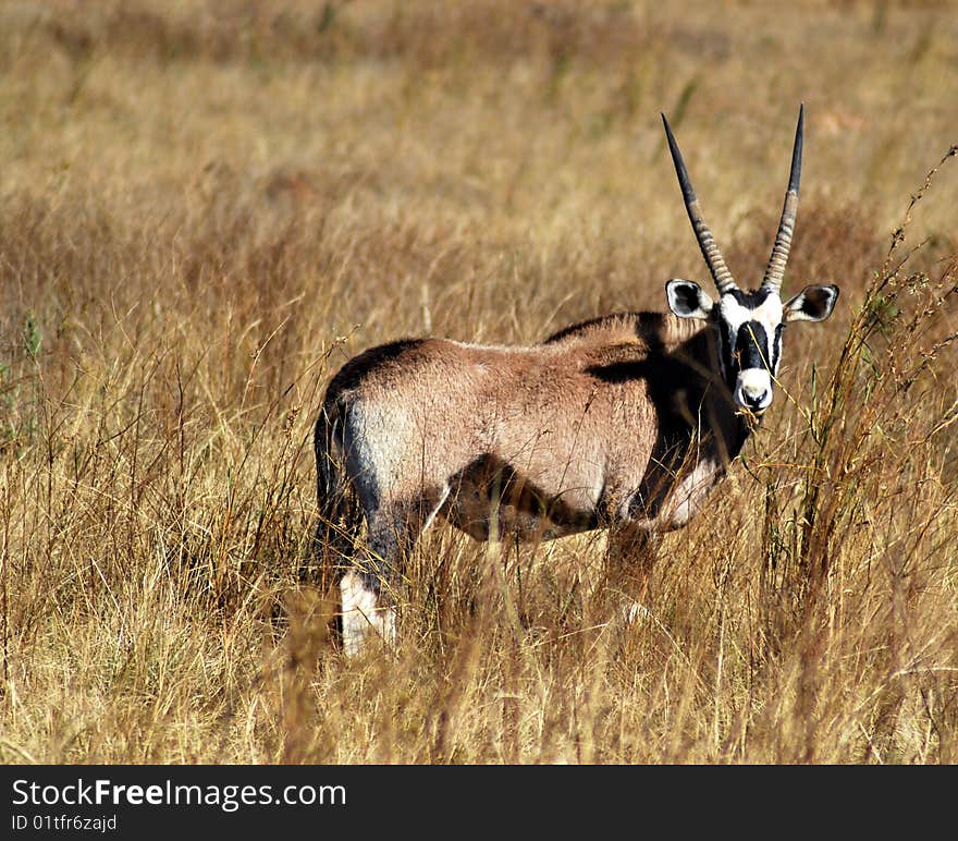 Gemsbok in the african veld