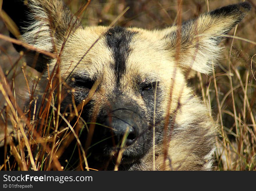 A African wild dog Lycaon pictus