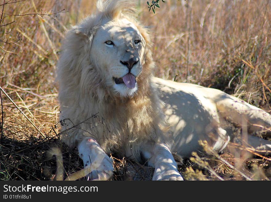 A South African Lion Panthera Leo