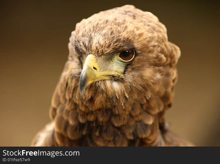 Portrait of a Bateleur Eagle