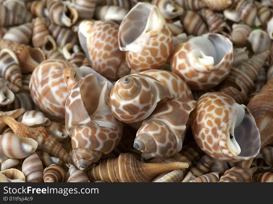 Seashells frame.