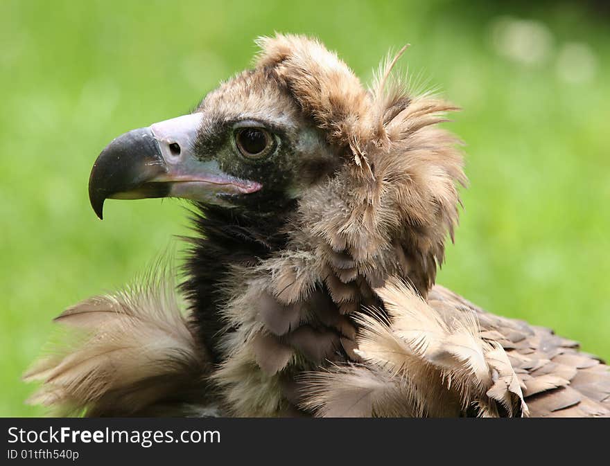 Close up of an endangered CinereousVulture. Close up of an endangered CinereousVulture