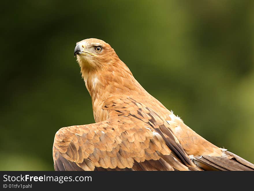 Portrait of a Tawny Eagle