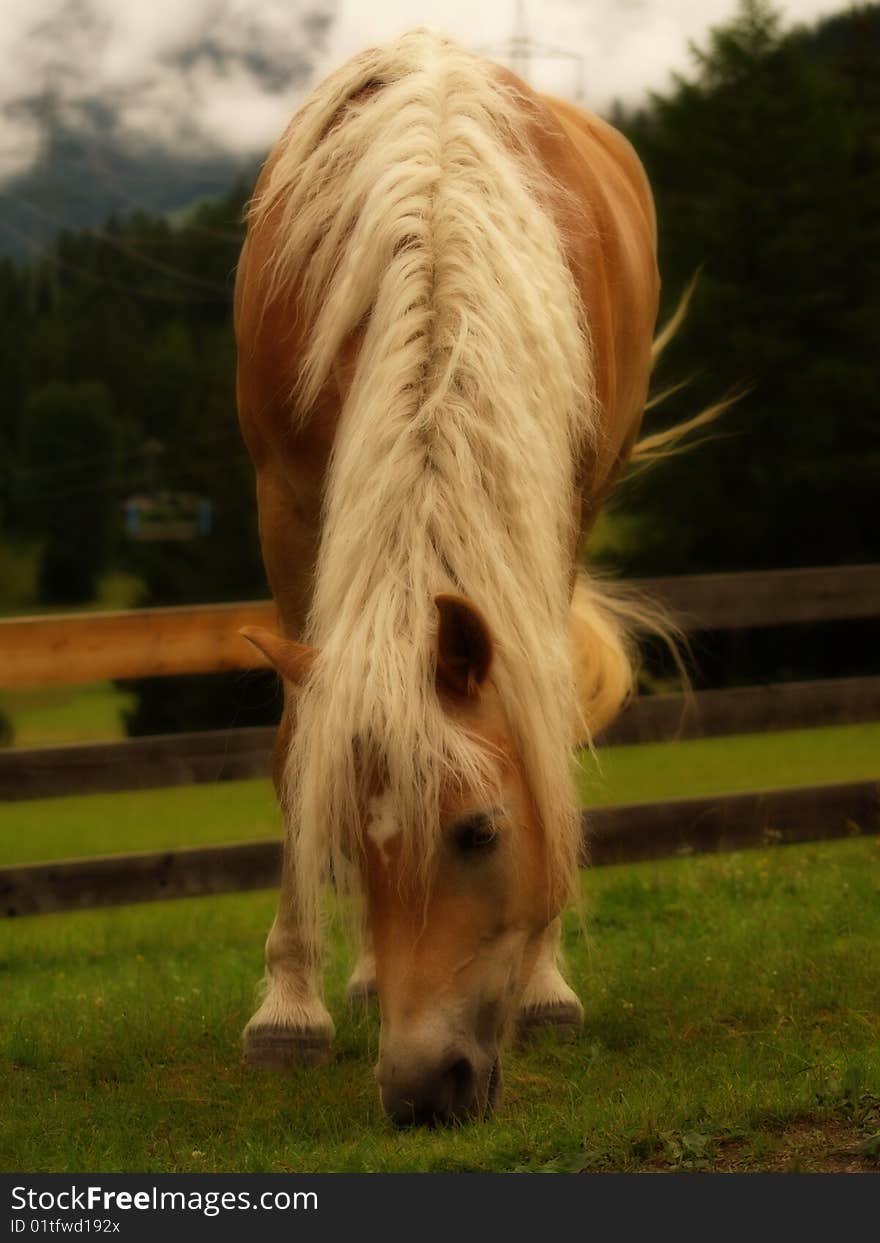 Beautiful alpine horse in the early morning. Beautiful alpine horse in the early morning