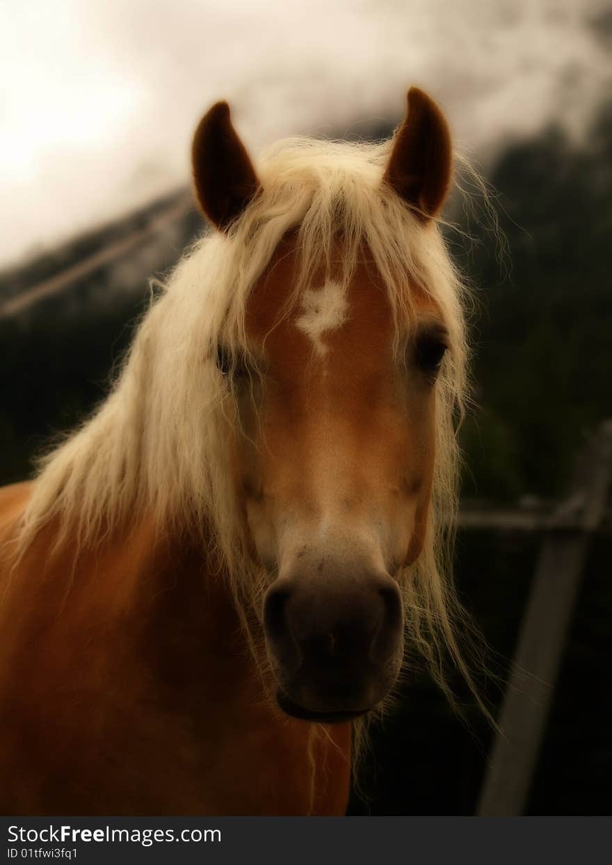 Beautiful alpine horse in the early morning. Beautiful alpine horse in the early morning