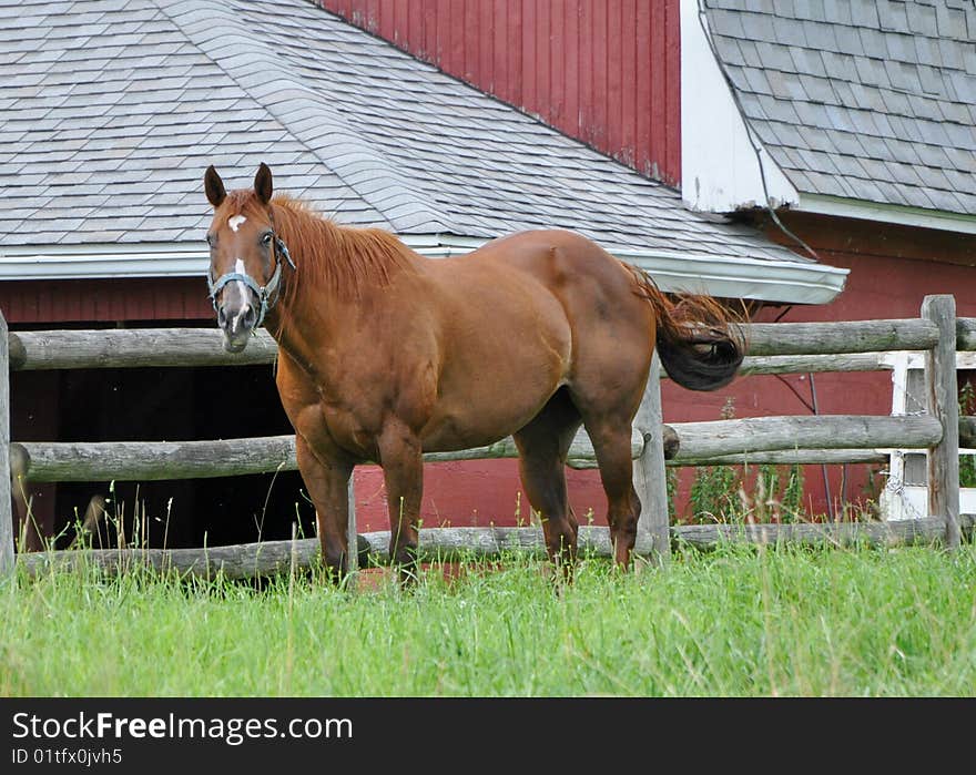 Field horse on a spring day. Field horse on a spring day