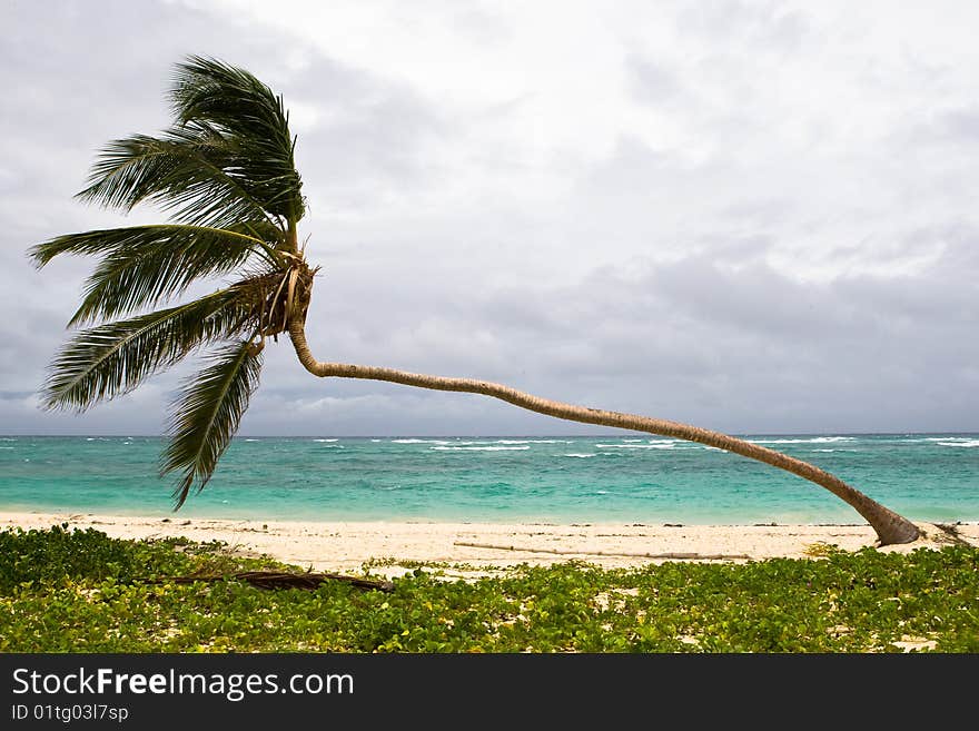 Palm on the beach island with blue cloudy sky