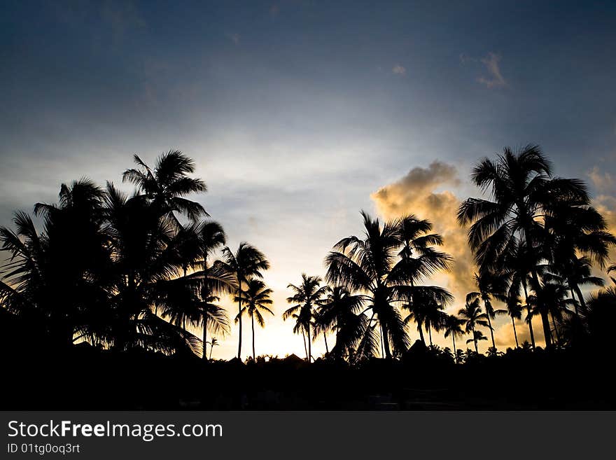 Black palm on a night beach orange night. Black palm on a night beach orange night