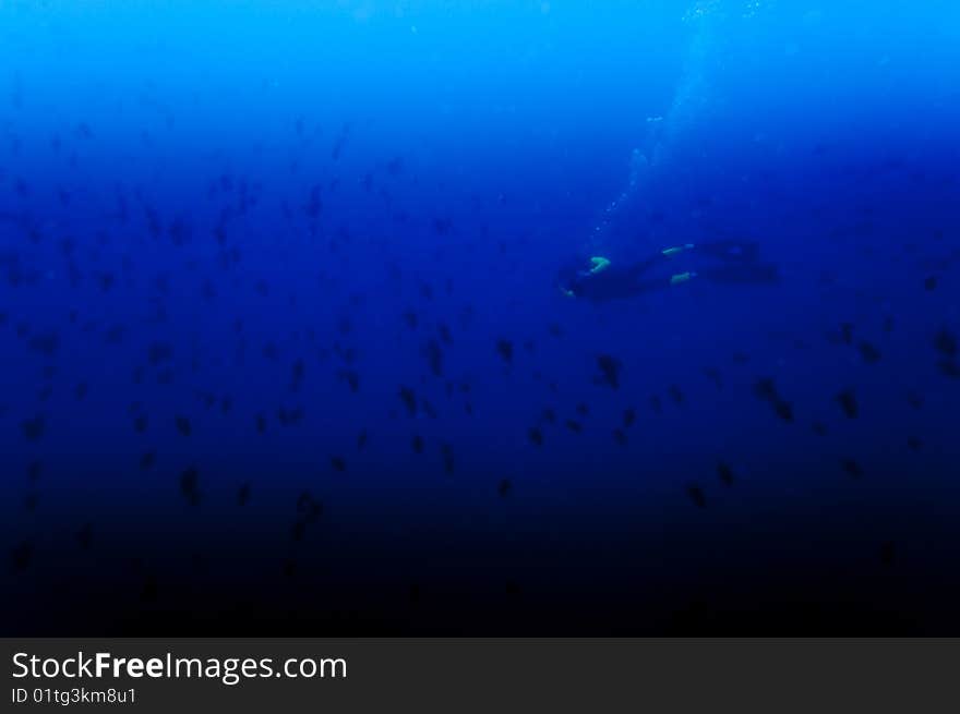 Scuba diver and fish shoal in Tofo, Mozambique. Scuba diver and fish shoal in Tofo, Mozambique