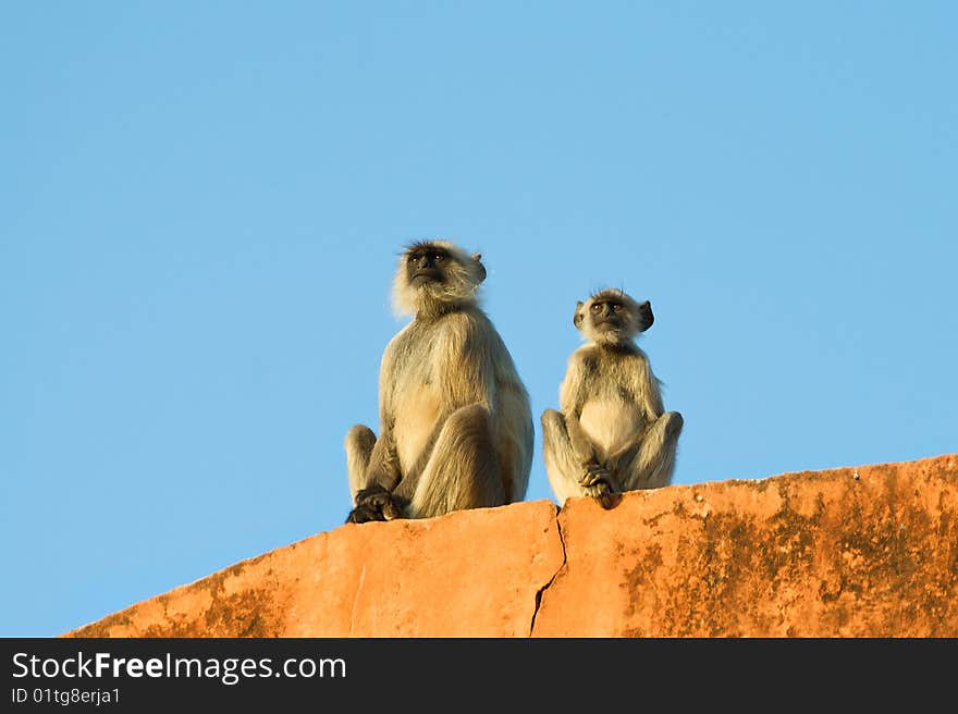 A monkey mother and her baby sitting on the wall in the sun