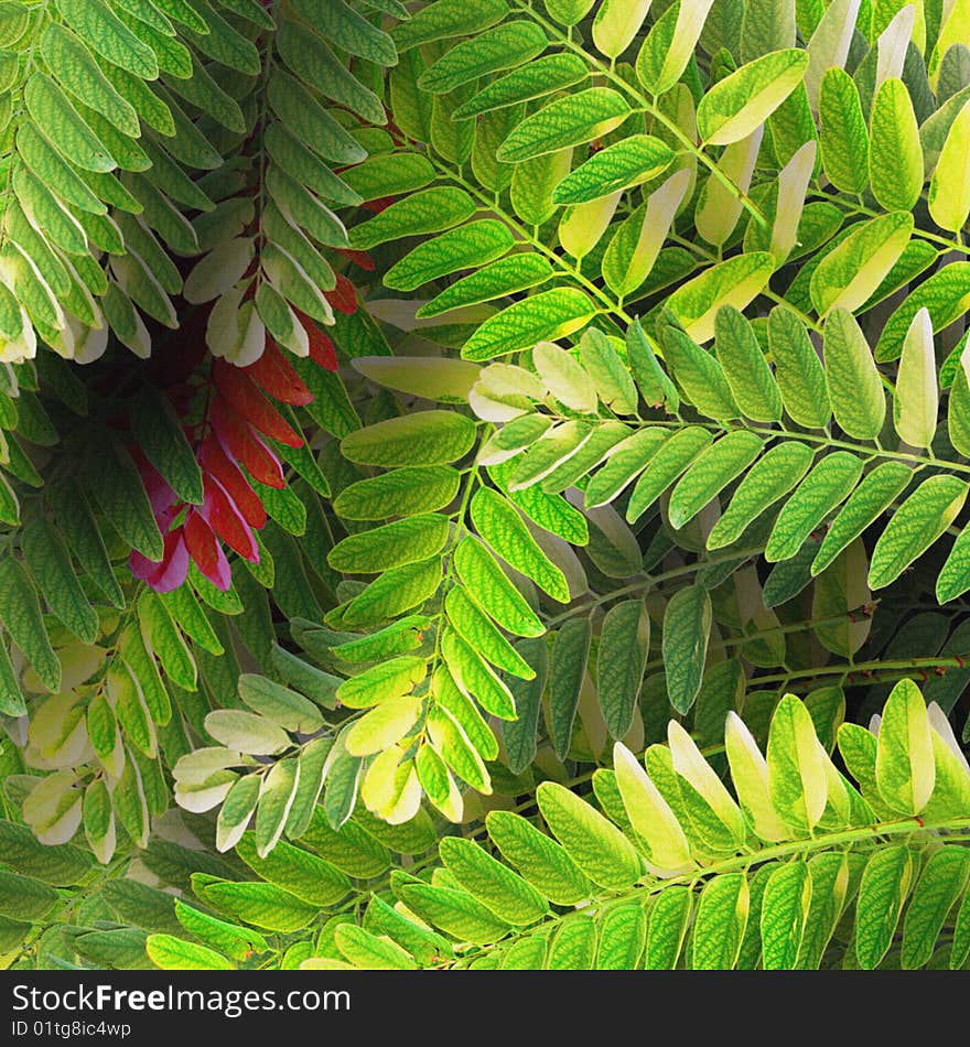 Leafy forest