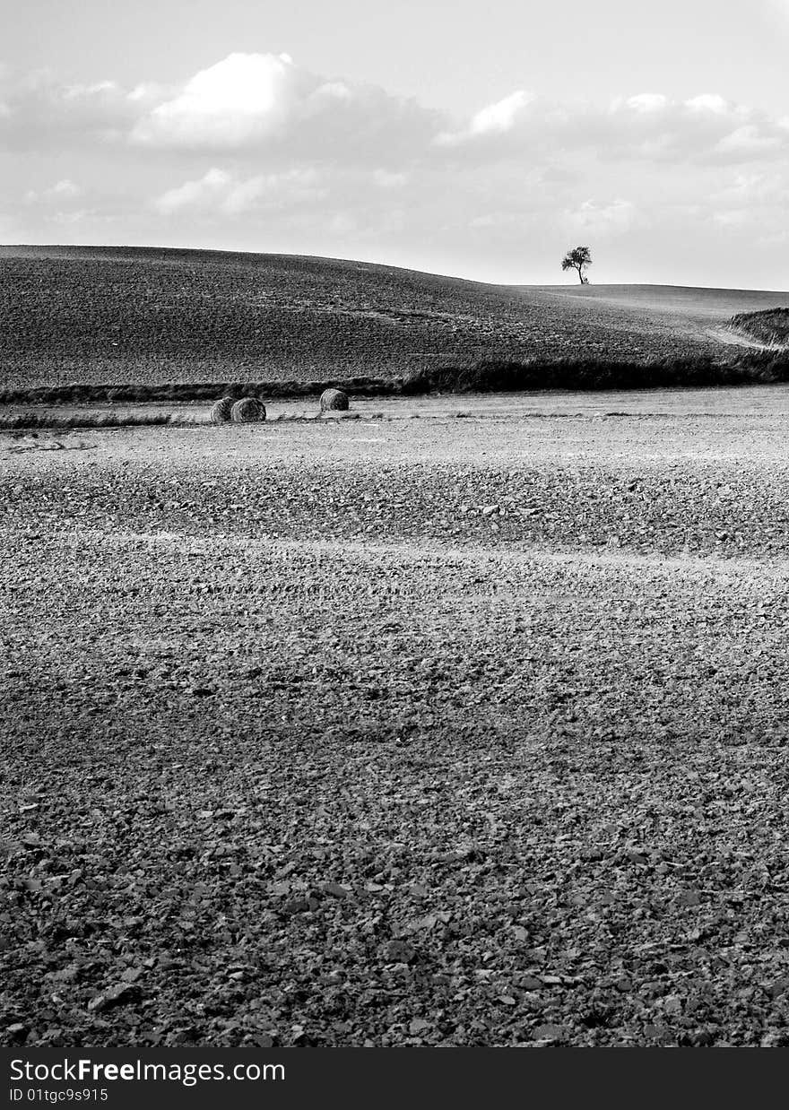 Small tree on the horizon in rural landscape and clouds