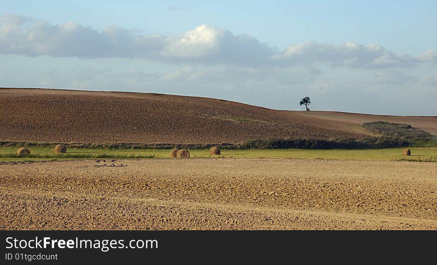 Small Tree On The Horizon In Rural Landscape