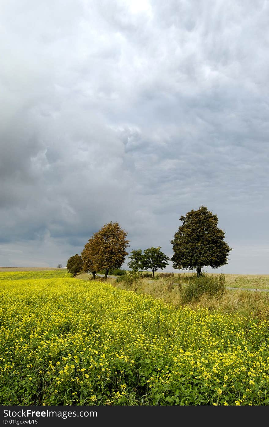 Small tree on the horizon in rural landscape