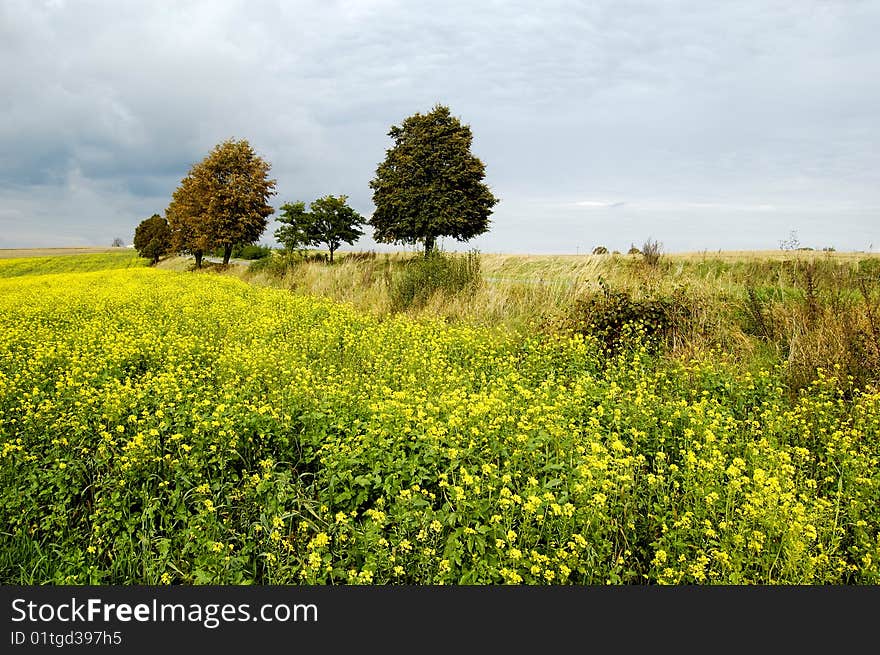 Small Tree On The Horizon In Rural Landscape