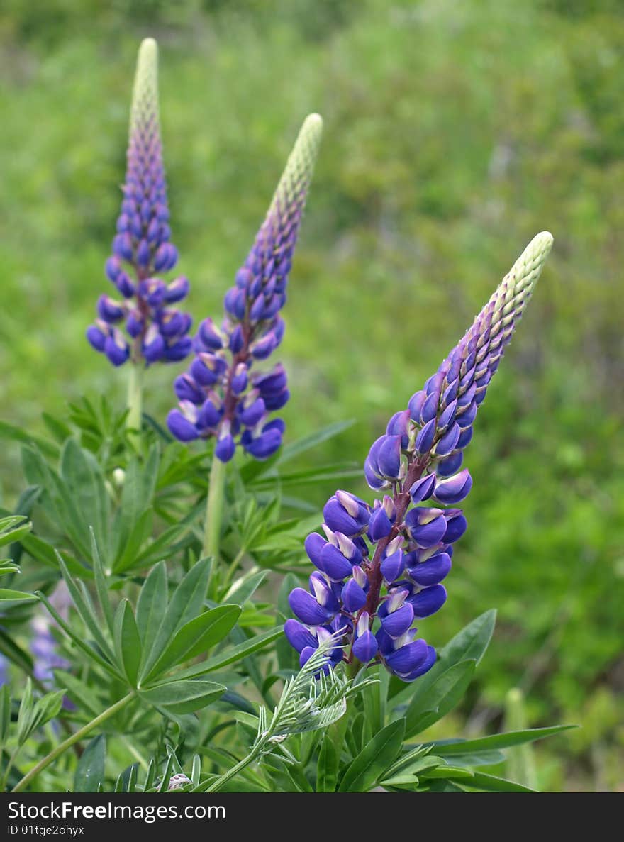 Wild purple lupins in field. Wild purple lupins in field