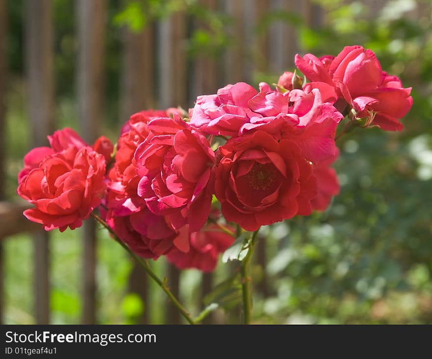 Red rose flowers bush outdoor rural landscape