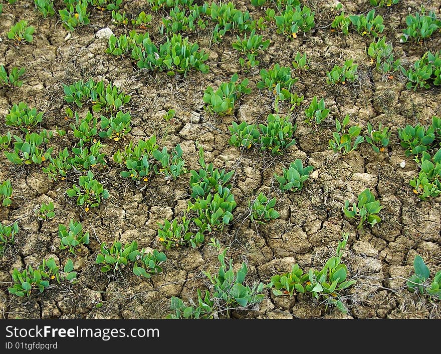 New Life Of Plants After Drought