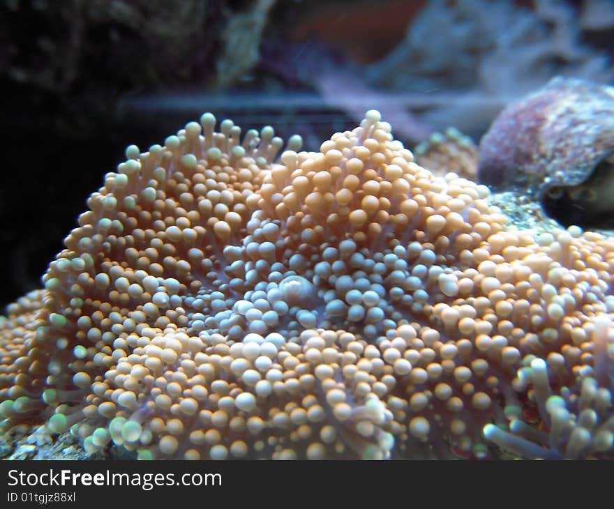 Ricordea Soft Coral