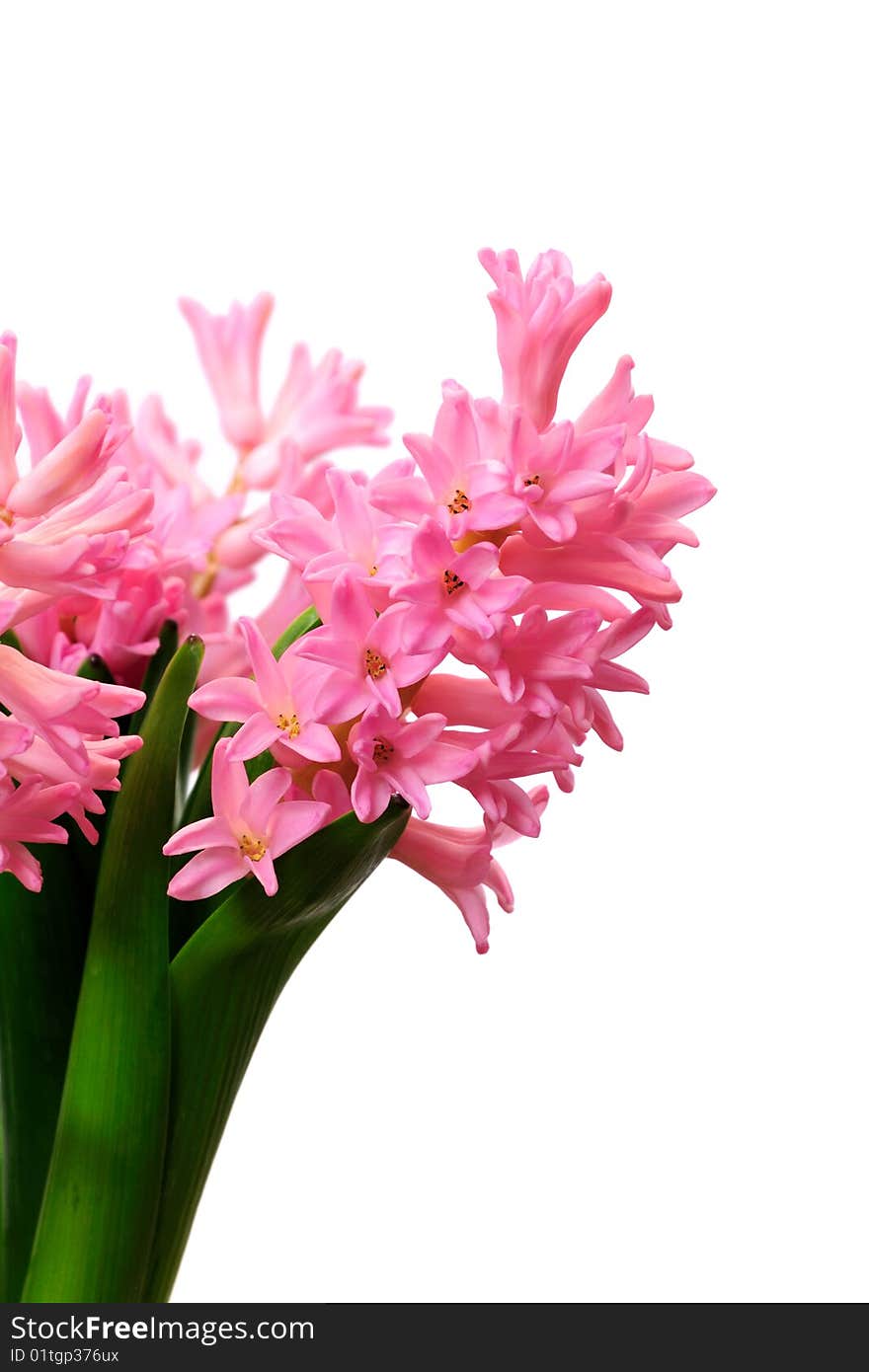 Pink hyacinth closeup isolated on a white background. Pink hyacinth closeup isolated on a white background