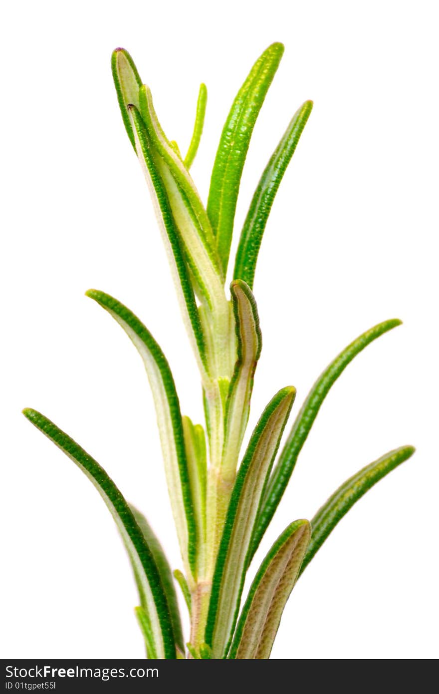 Isolated rosemary sprig